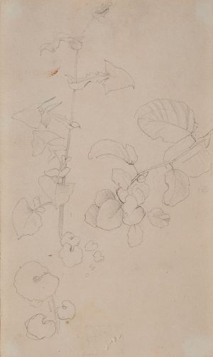 Bleistiftskizze Hans Thoma "Pflanzenstudie".